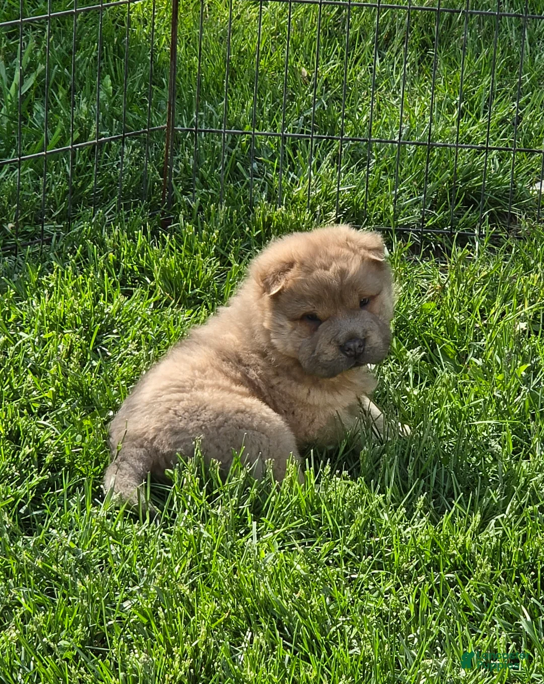 Shar Pei dogs for sale: Roman - Ad 1