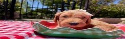 Goldendoodle dogs for sale: Shimmer - Ad 5