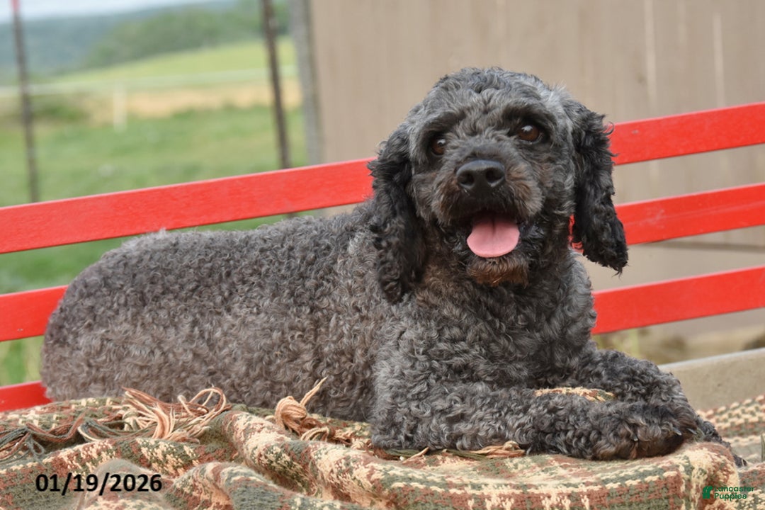 Cockapoo dogs for sale: Morris - Ad 5