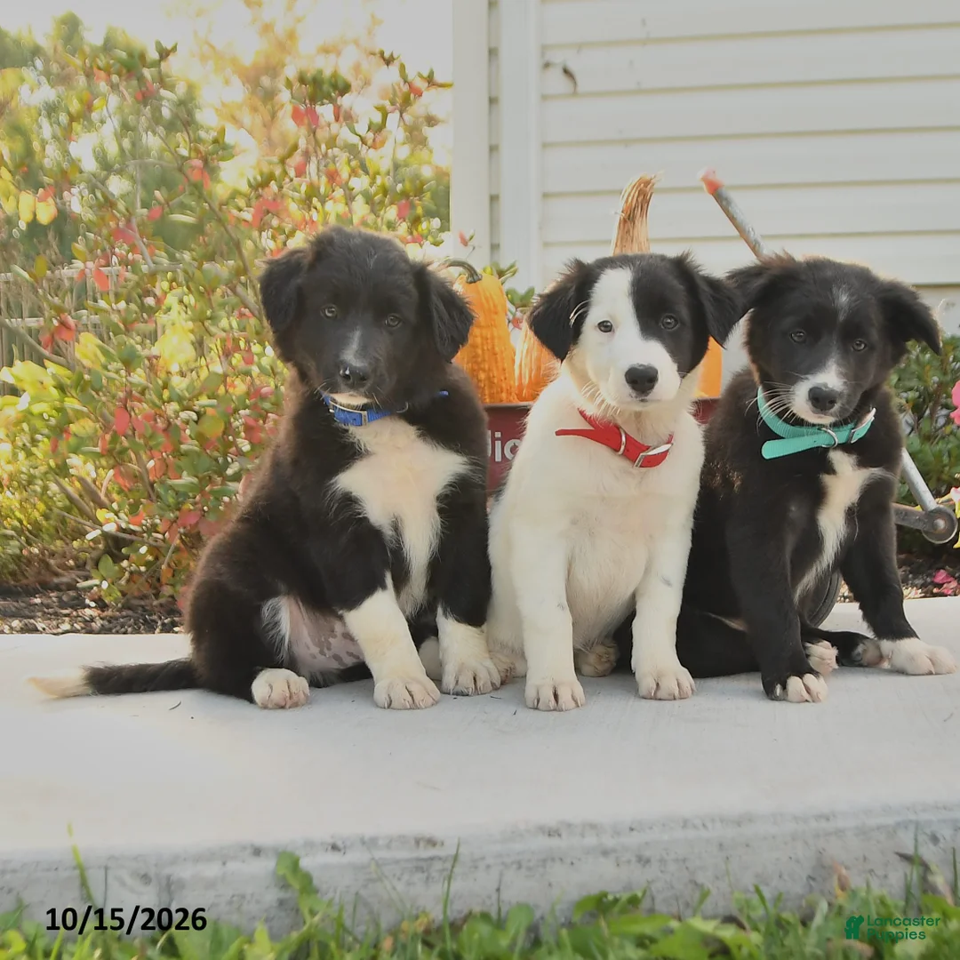 Border Collie dogs for sale: Jess  - Ad 3
