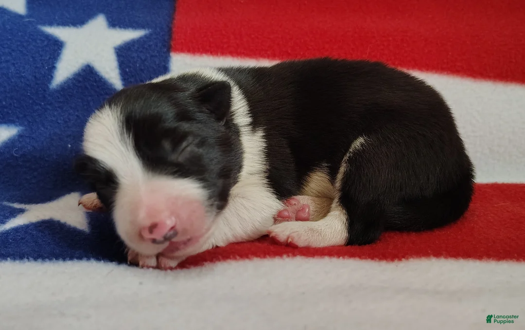 Border Collie dogs for sale: Denver - Ad 1