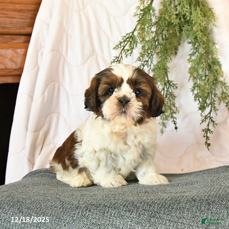 Shih Tzu dogs Cherry - Ad 2