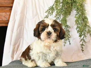 Shih Tzu dogs Cherry - Ad 2