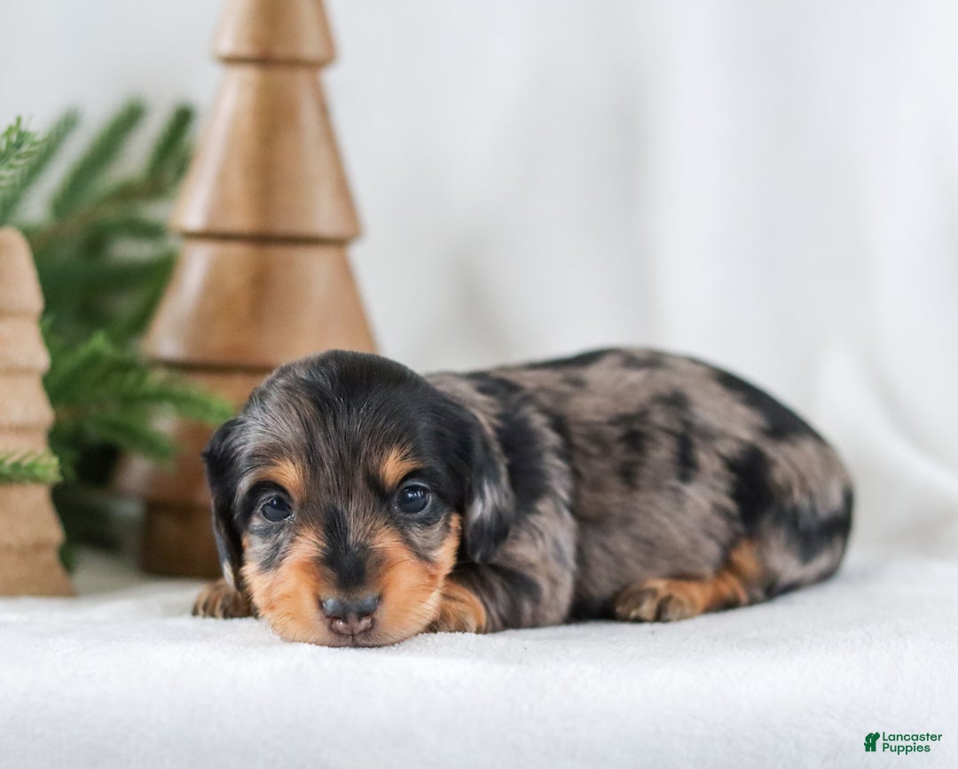 Miniature Dachshund dogs for sale: Ivy - Ad 6