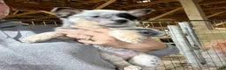Australian Cattle Dog dogs for sale: Beth - Ad 12