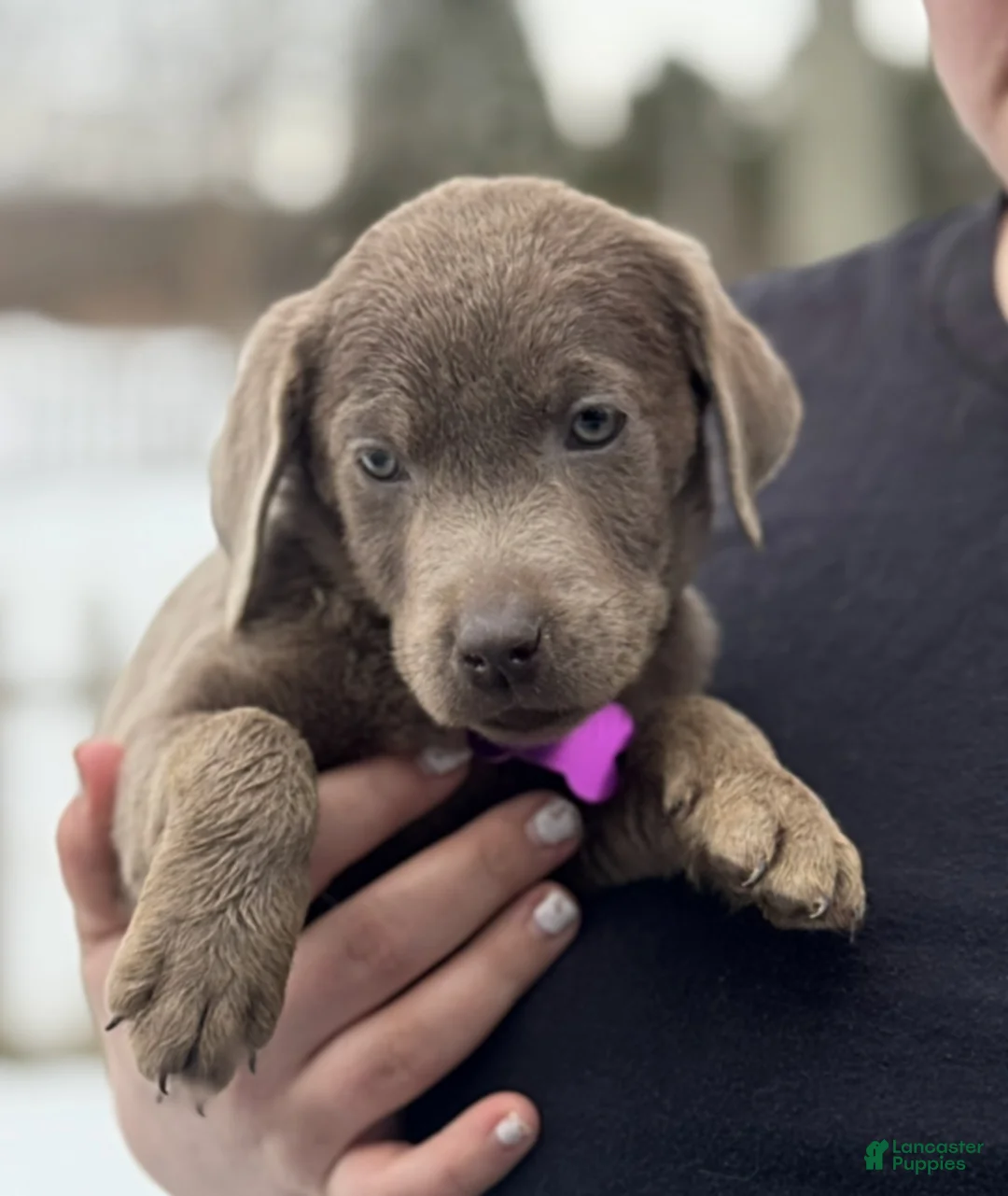 Labrador Retriever dogs for sale: Labrador Retriever Puppy 1 - Ad 7