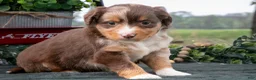 Miniature Australian Shepherd dogs for sale: Comet - Ad 3