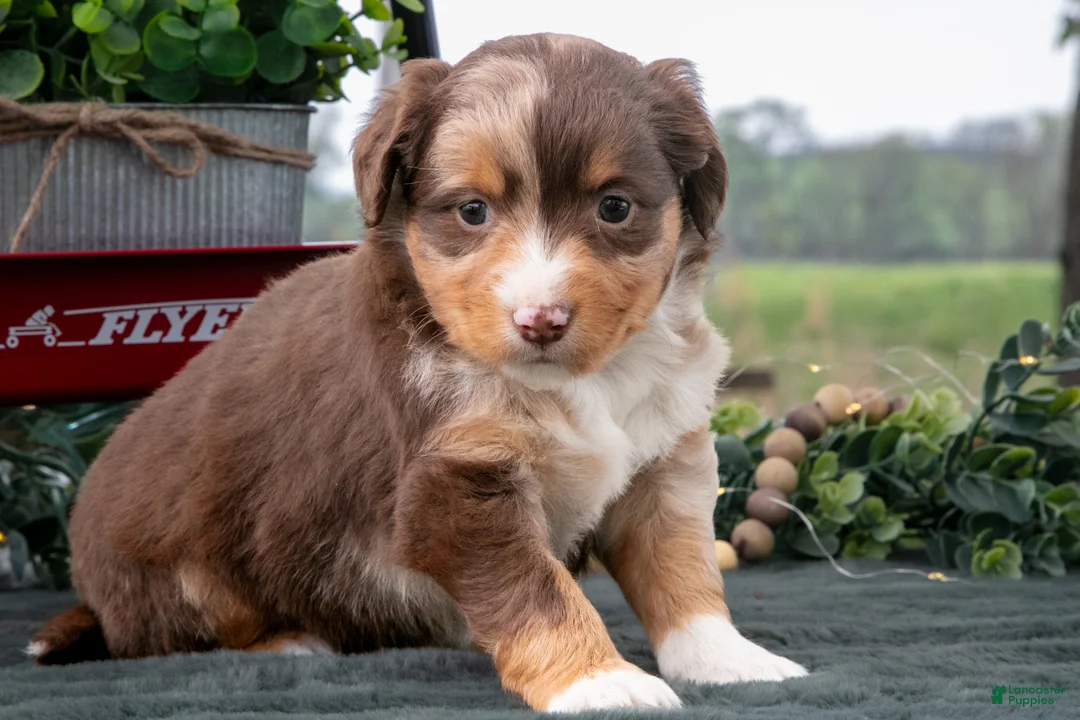 Miniature Australian Shepherd dogs for sale: Comet - Ad 3