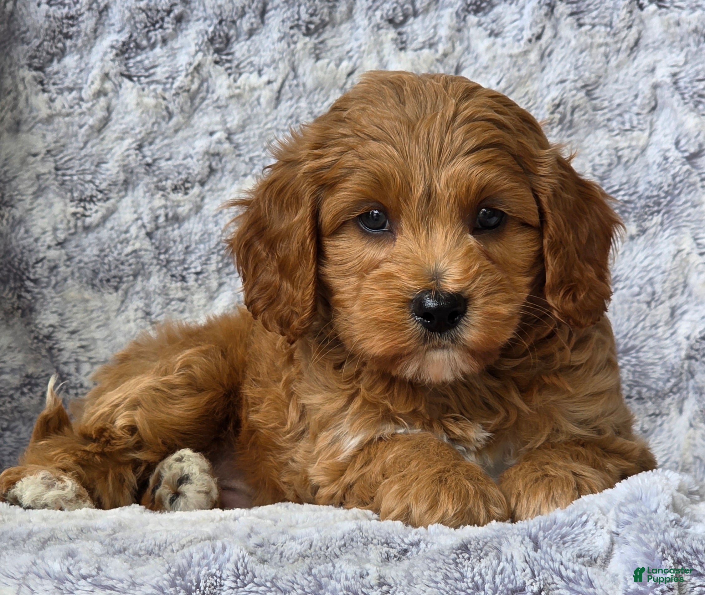 Cavapoo dogs Samson - Ad 2