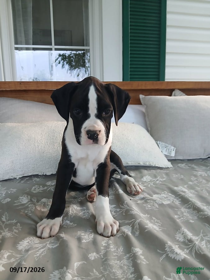 Boxer dogs Brianna - Ad 2