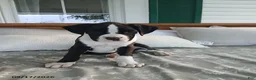 Boxer dogs for sale: Brianna - Ad 2