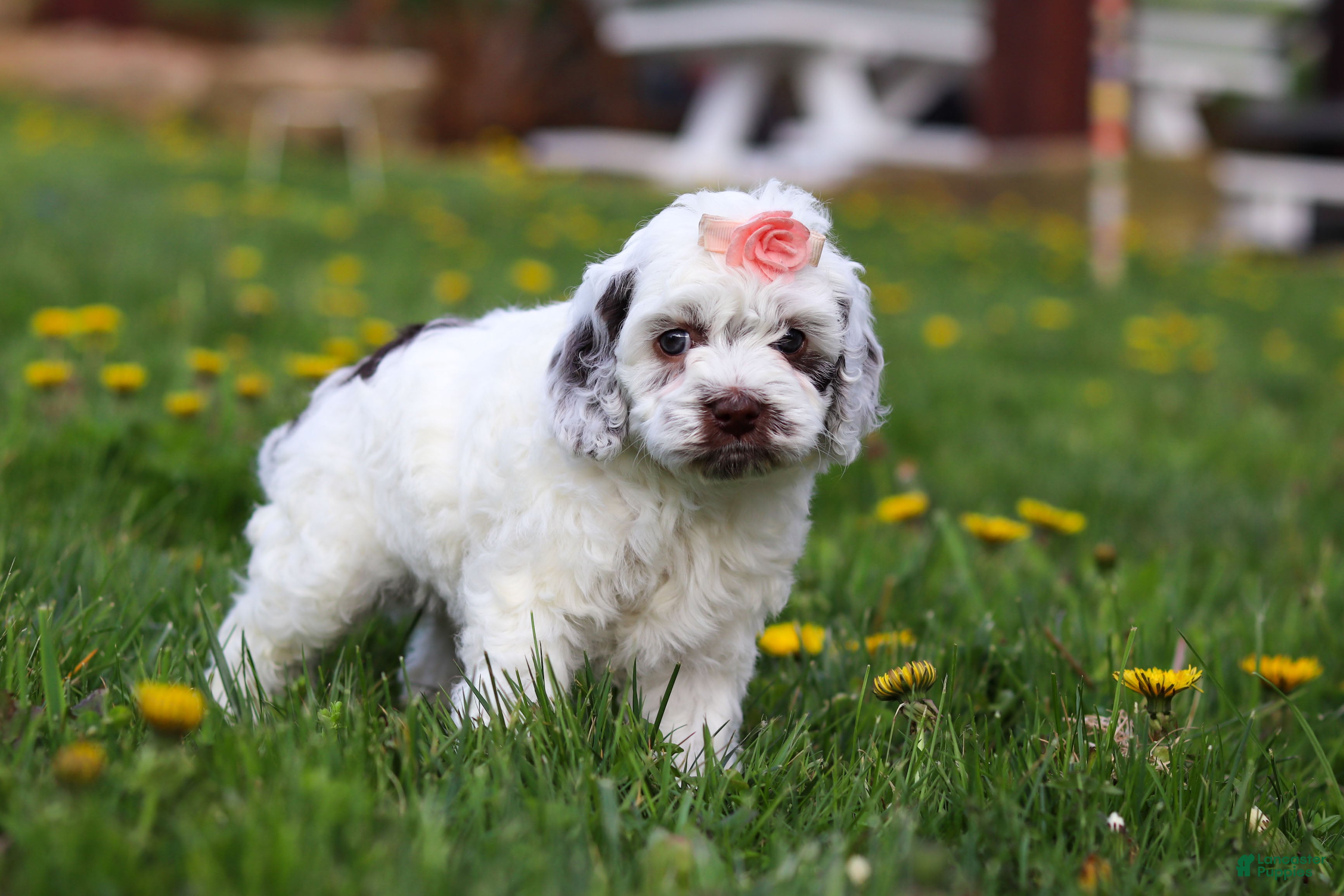 Cockapoo dogs Violet - Ad 2