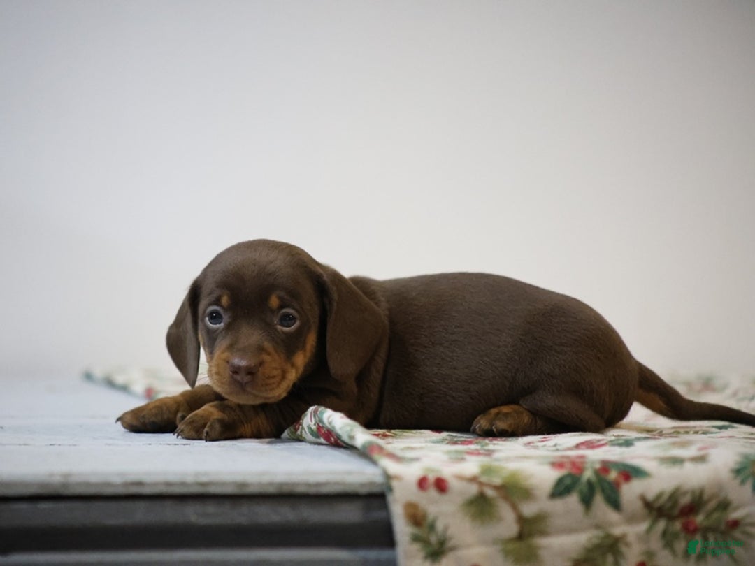 Miniature Dachshund dogs for sale: Braden - Ad 3