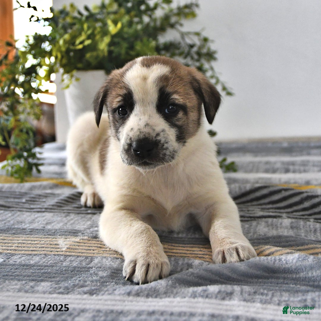 Mixed Breed dogs for sale: Sophia - Ad 4