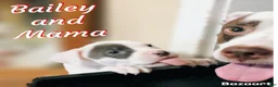 Mixed Breed dogs for sale: Bailey - Ad 4