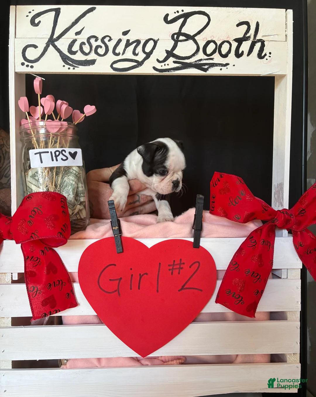 Boston Terrier dogs for sale: Boston Terrier Puppy 4 - Ad 16