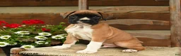 Boxer dogs for sale: Bandit - Ad 1