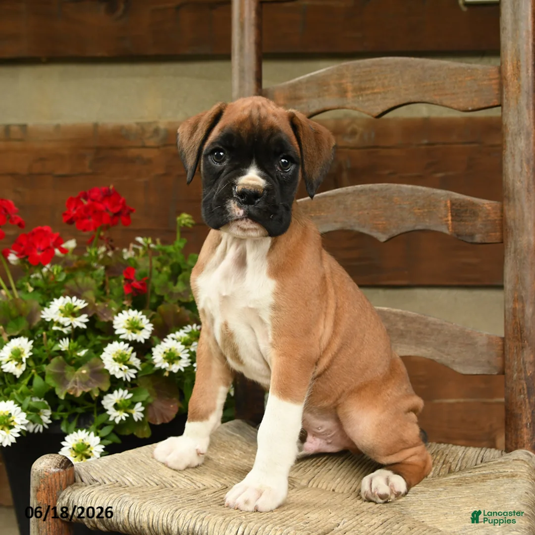 Boxer dogs for sale: Bandit - Ad 1