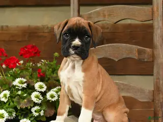 Boxer dogs for sale: Bandit - Ad 1