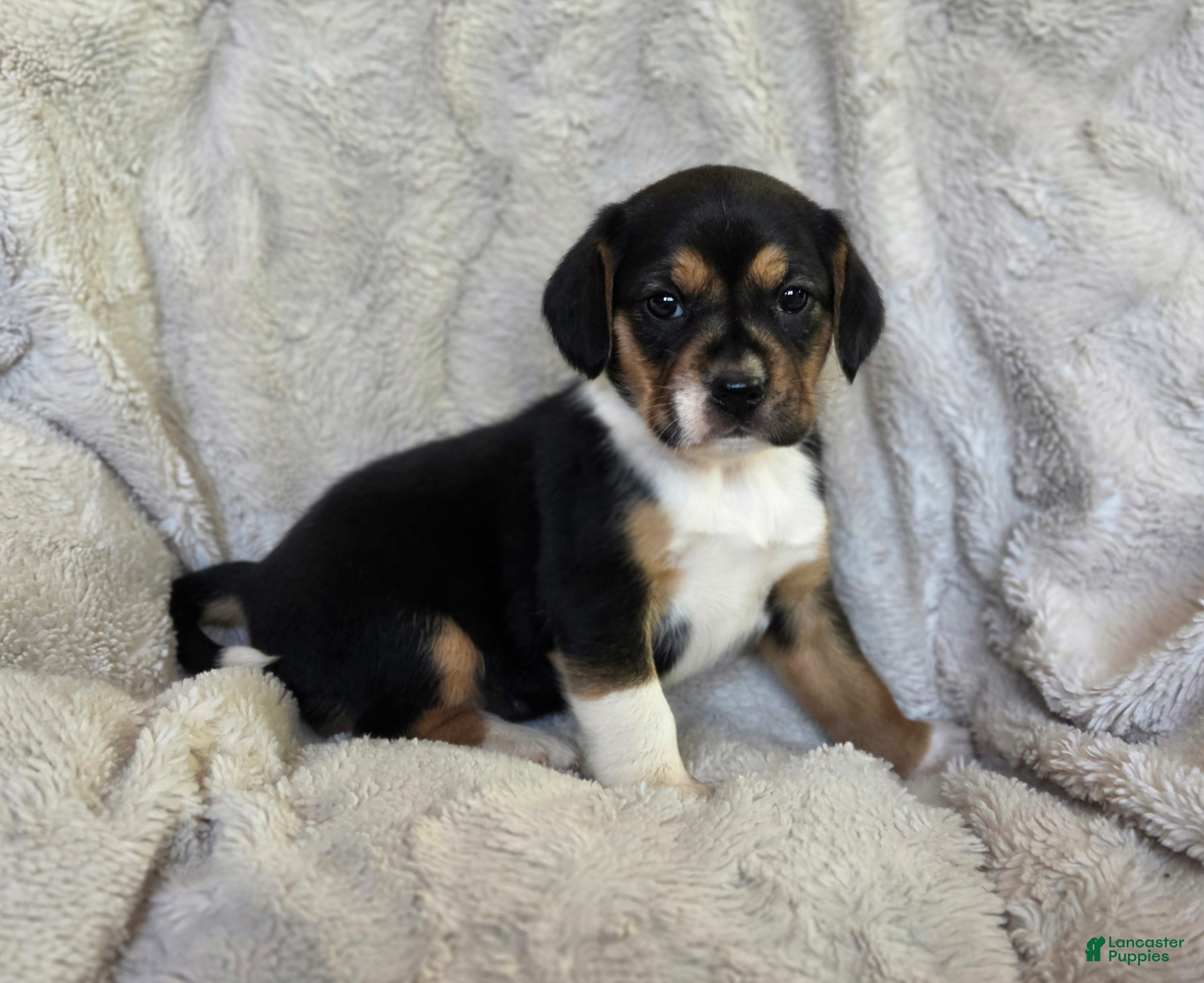 Puggle dogs Sissy - Ad 42