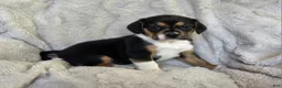 Puggle dogs for sale: Sissy - Ad 1