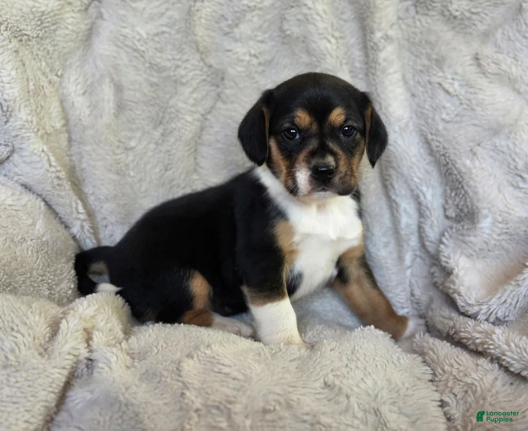 Puggle dogs for sale: Sissy - Ad 1