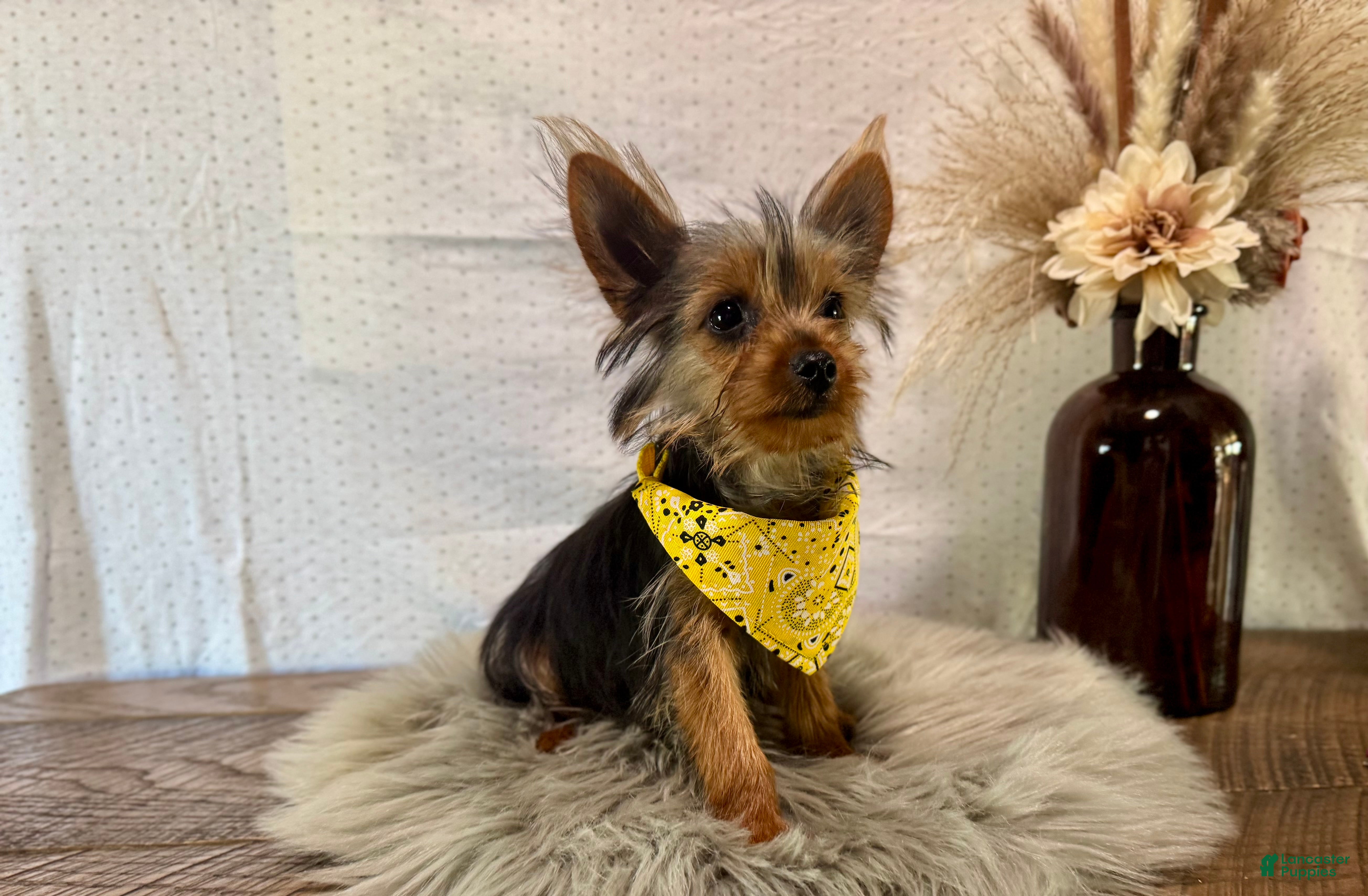 Yorkshire Terrier dogs Trey - Ad 1
