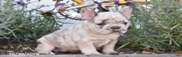 French Bulldog dogs for sale: Tootsie - Ad 3