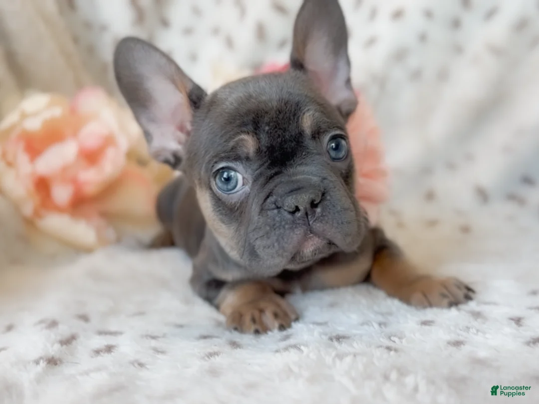 French Bulldog dogs for sale: Macaroon - Ad 2