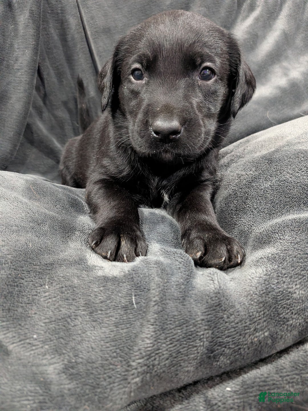 Labrador Retriever dogs for sale: Labrador Retriever Puppy 1 - Ad 4