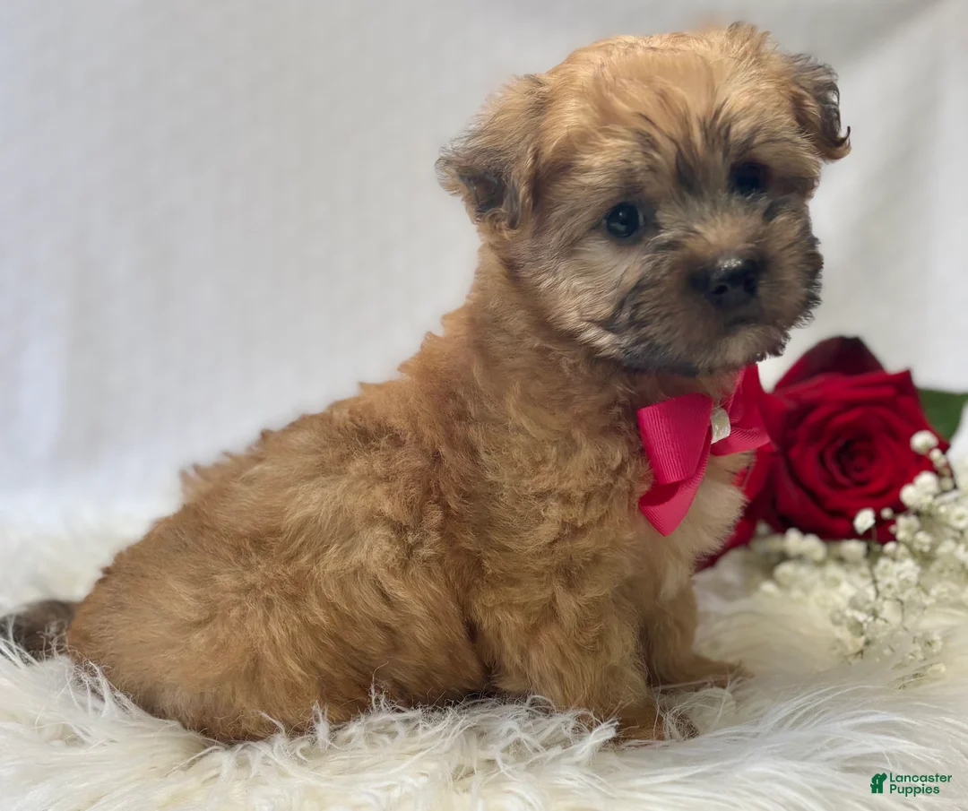 Morkie dogs for sale: Ava - Ad 10