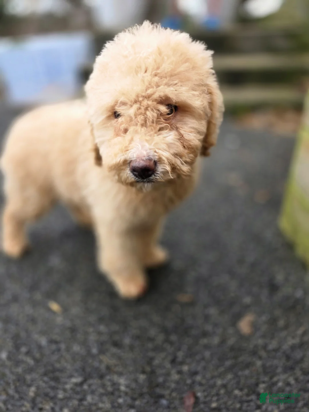 Aussiedoodle dogs for sale: Aussiedoodle Puppy 2 - Ad 1