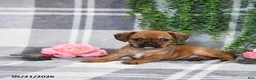 Mixed Breed dogs for sale: Gracie - Ad 4