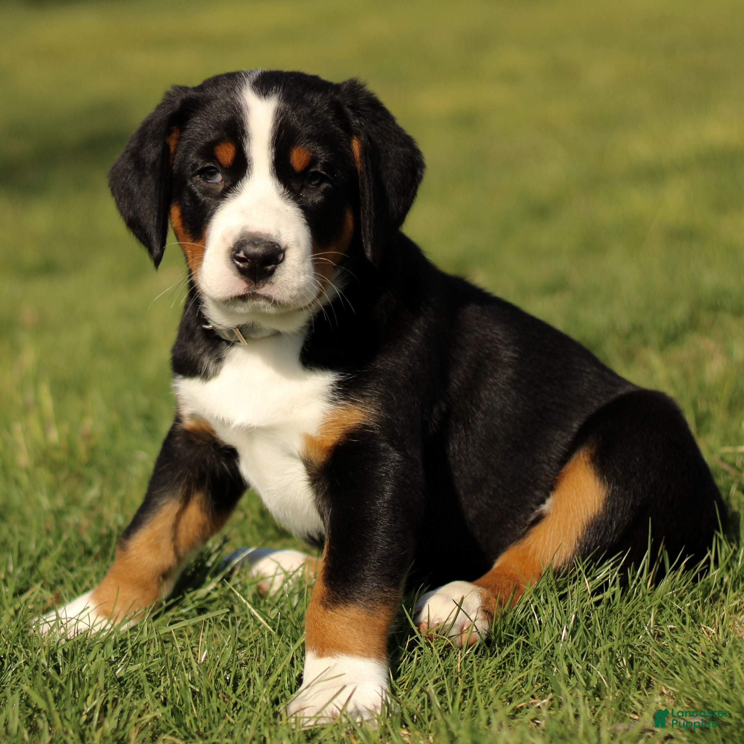 Greater Swiss Mountain Dog dogs Rosie  - Ad 1