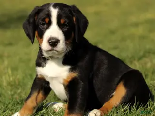 Greater Swiss Mountain Dog dogs for sale: Rosie - Ad 1