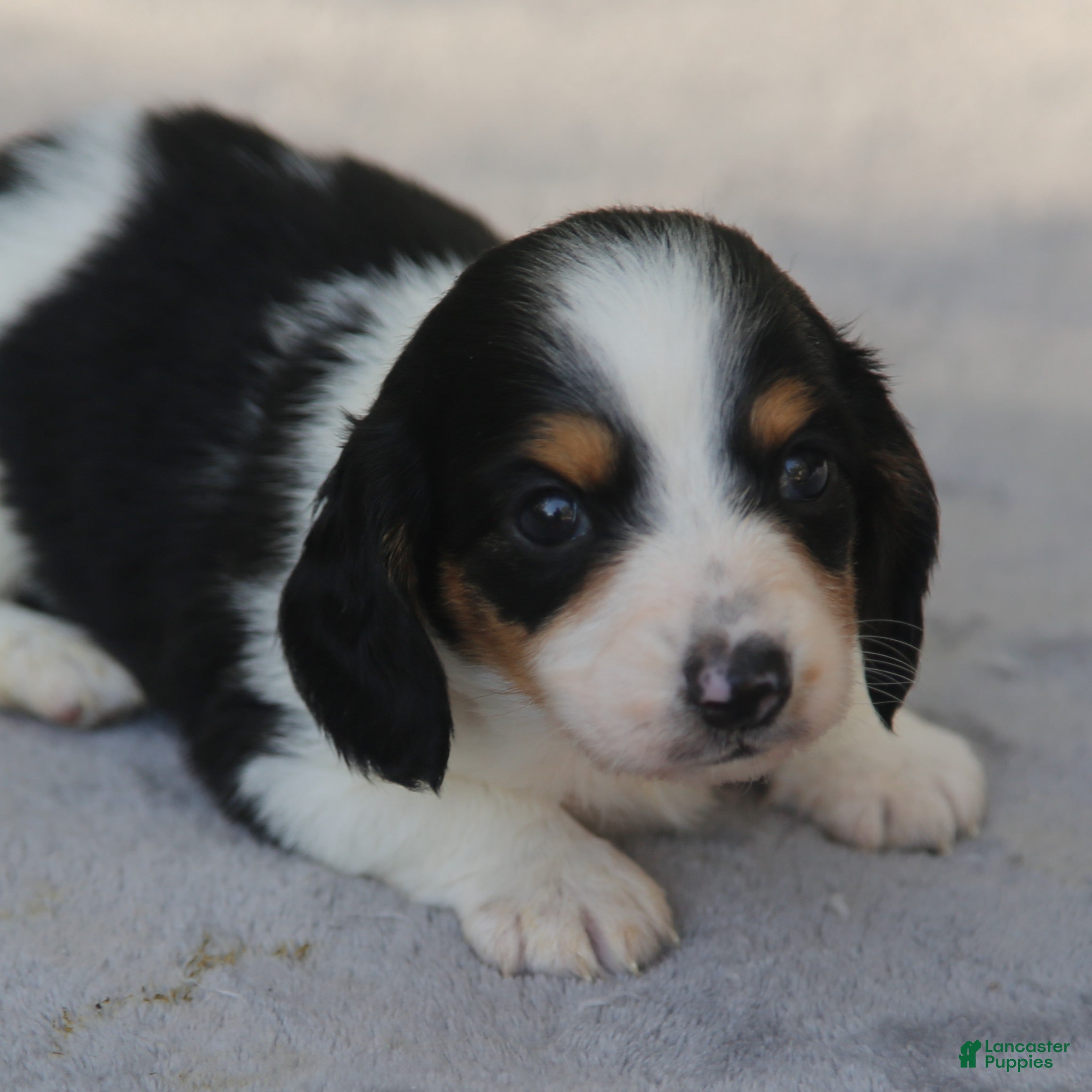 Dachshund dogs for sale: Black and Tan Piebald Male  - Ad 1