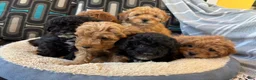 Cavapoo dogs for sale: Billy - Ad 7