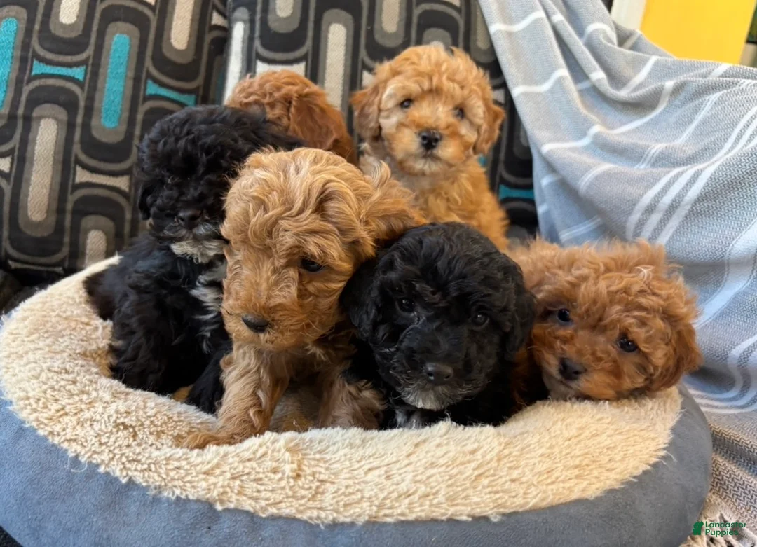 Cavapoo dogs for sale: Billy - Ad 7
