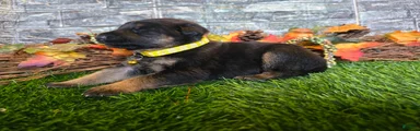 German Shepherd 5