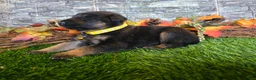 German Shepherd dogs for sale: German Shepherd 5 - Ad 1