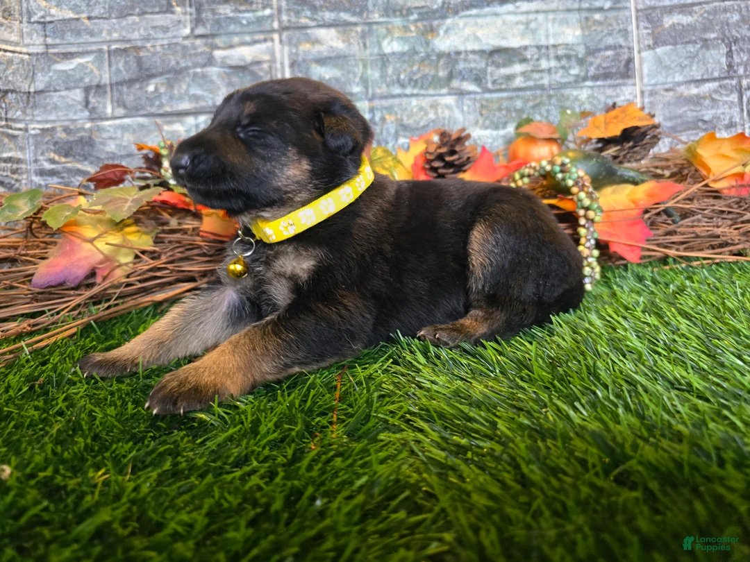 German Shepherd dogs for sale: German Shepherd 5 - Ad 1