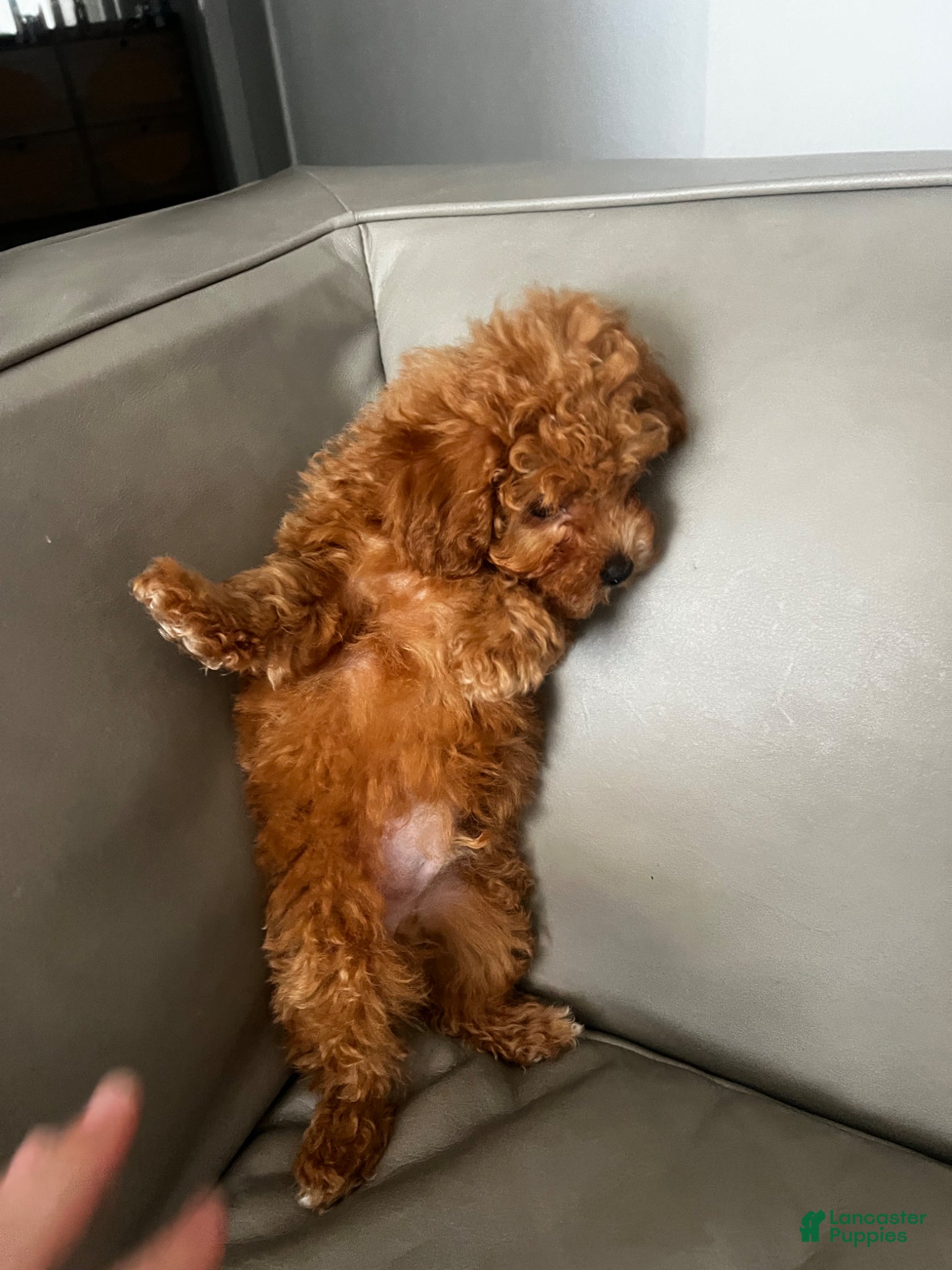 Toy Poodle dogs Toy Poodle Puppy 1 - Ad 2