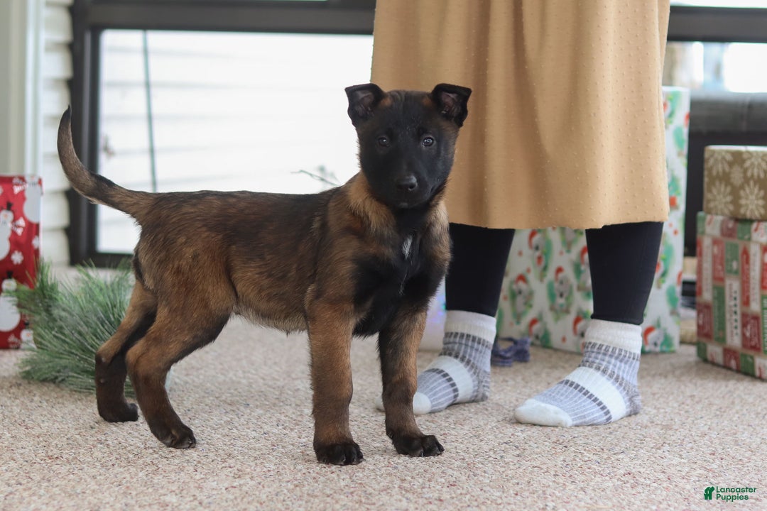 Belgian Malinois dogs for sale: Pumpkin - Ad 8