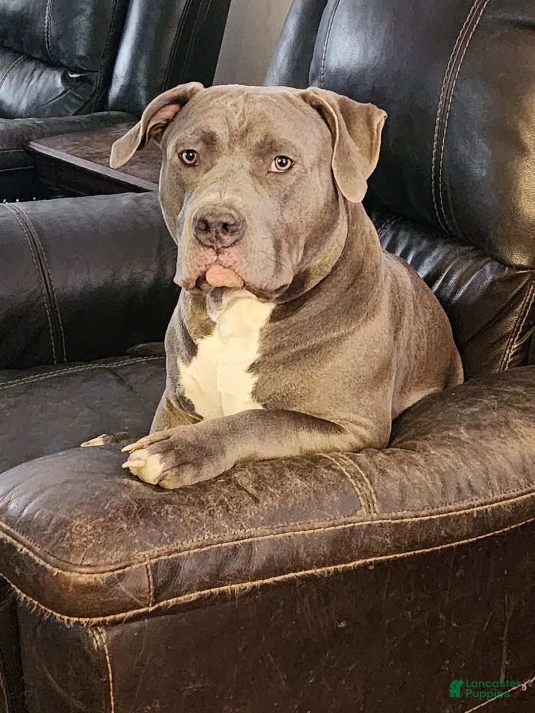 American Bully dogs for sale: American Bully Puppy 1 - Ad 21