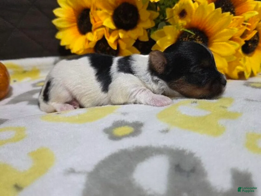 Biewer Terrier dogs for sale: Milo - Ad 1