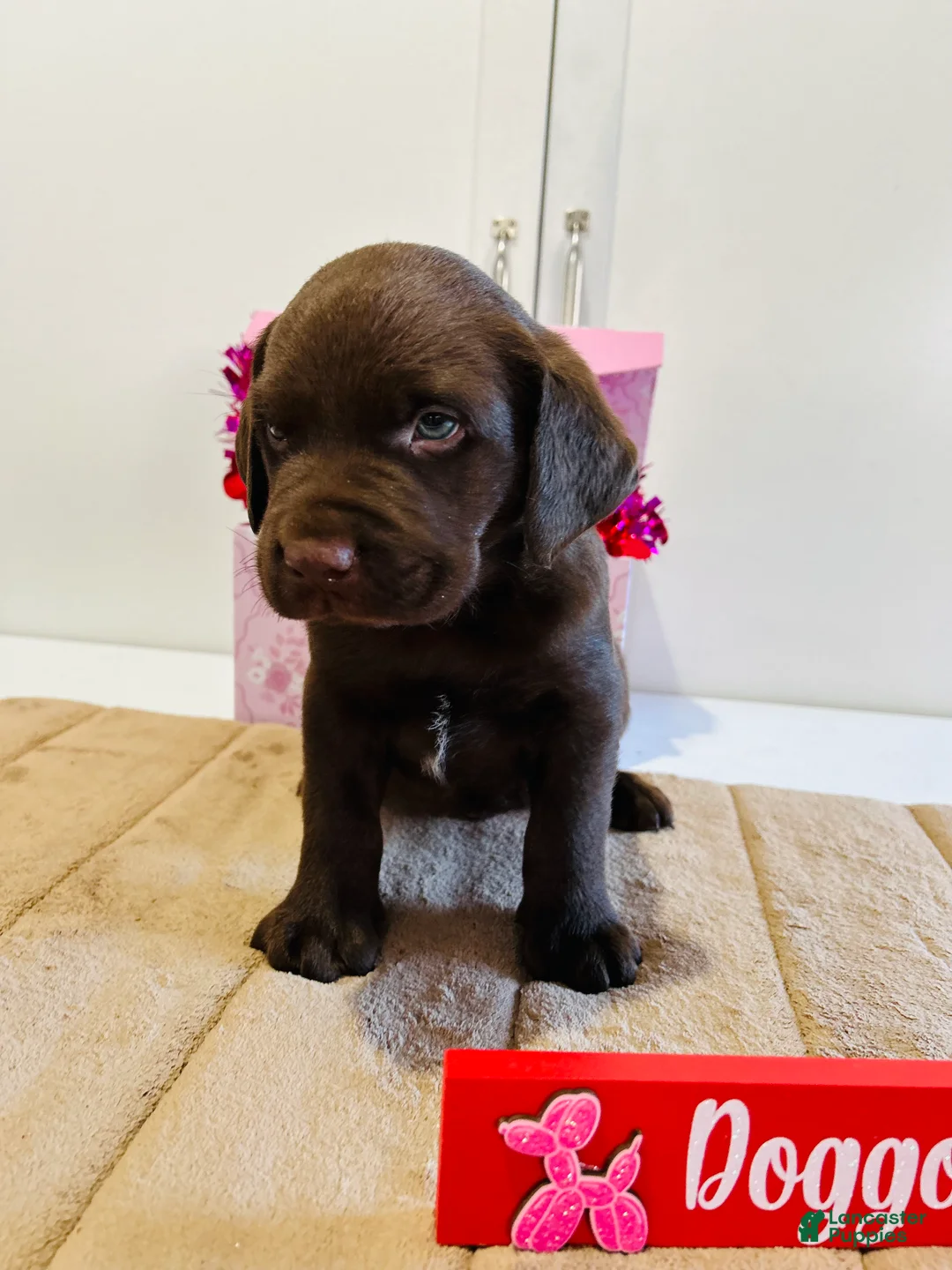 Labrador Retriever dogs for sale: Kenny - Ad 3