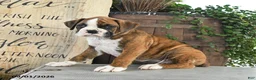 Boxer dogs for sale: Rex - Ad 2