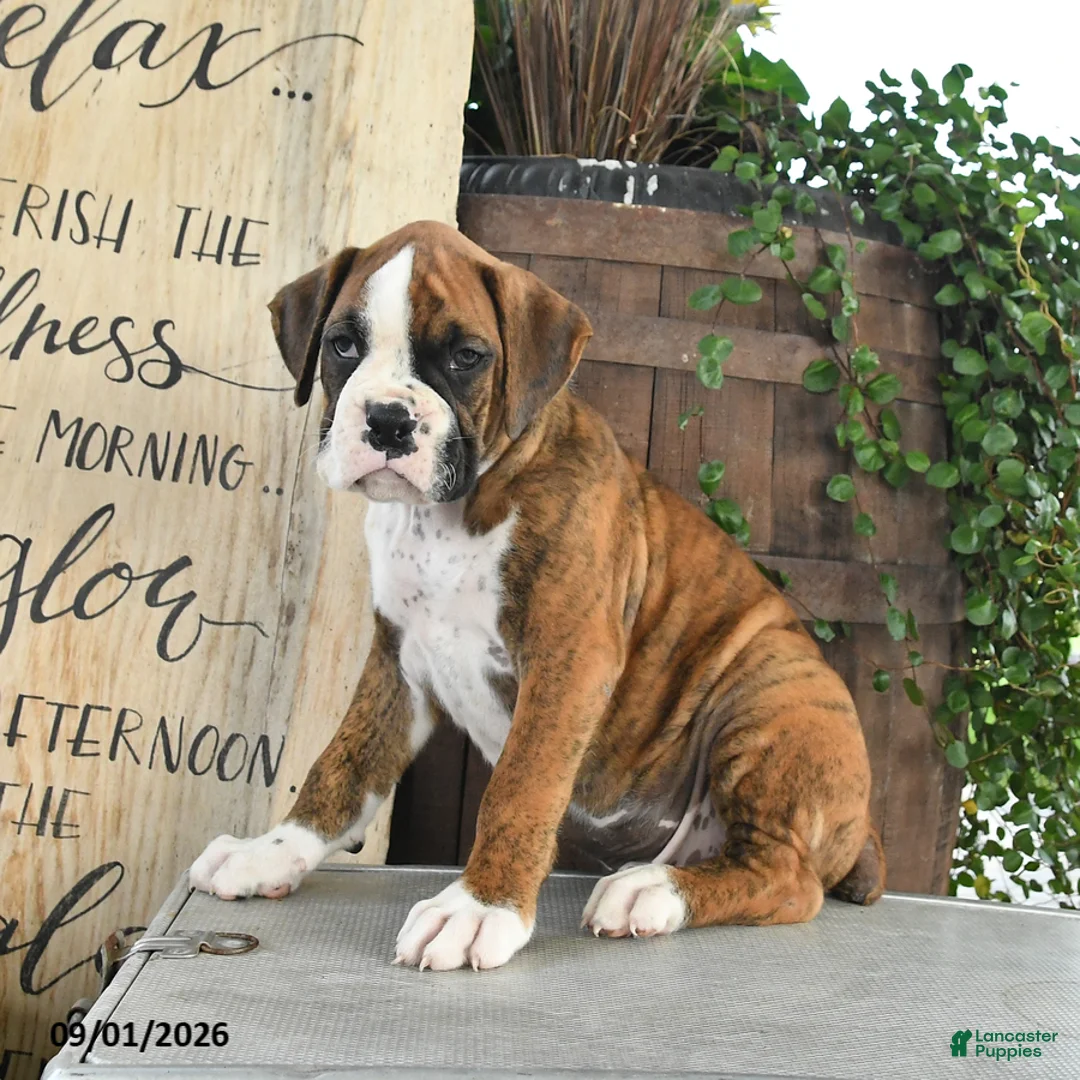 Boxer dogs for sale: Rex - Ad 2
