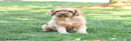 Cavapoo dogs for sale: Dixon - Ad 6