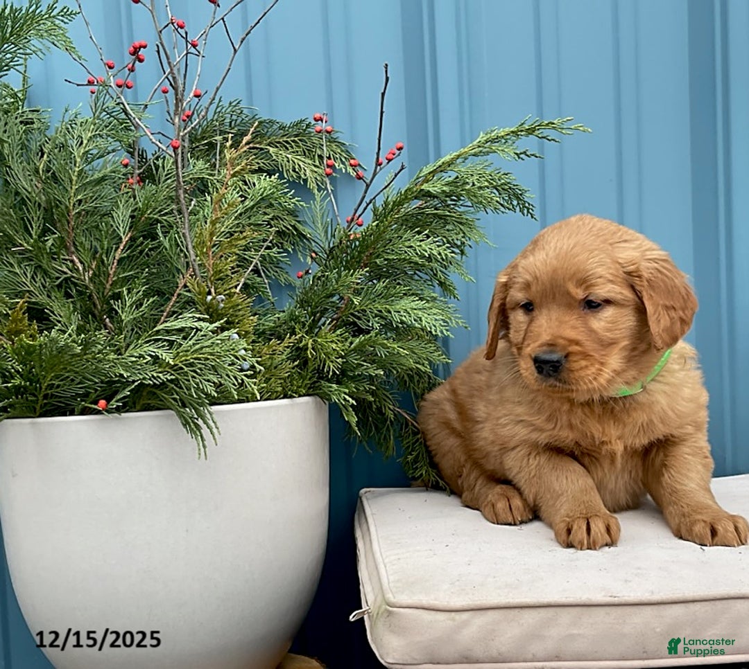 Golden Retriever dogs for sale: Cindy - Ad 2